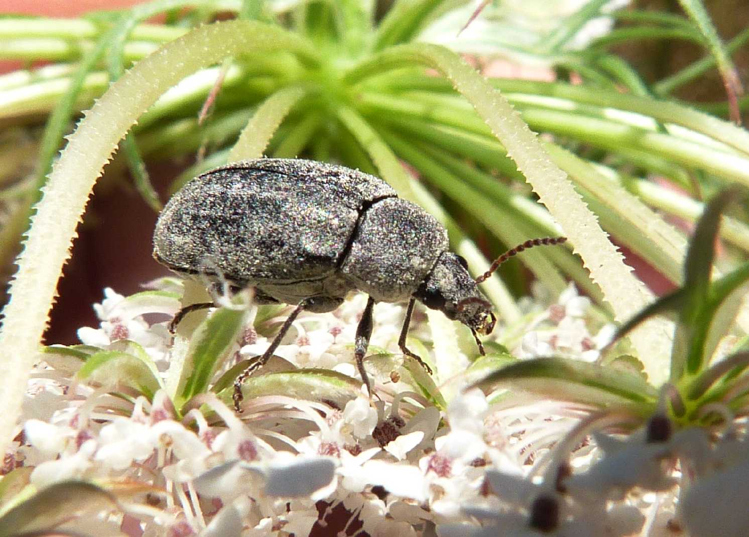 Mycterus umbellatarum (Coleoptera, Mycteridae)